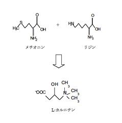 L-カルニチンとα―リポ酸