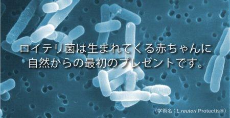 ロイテリ菌