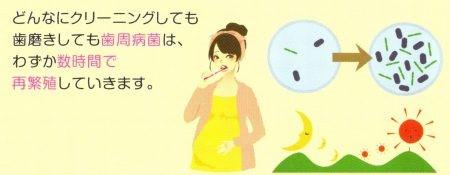ロイテリ菌