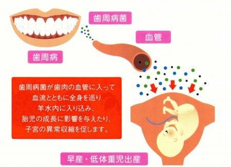 ロイテリ菌